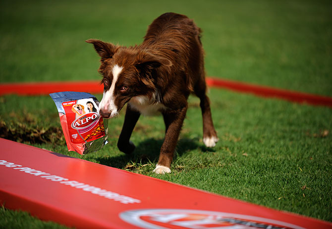 Brown border collie dog holding a bag of Alpo-branded pet treats in his mouth on a grass field