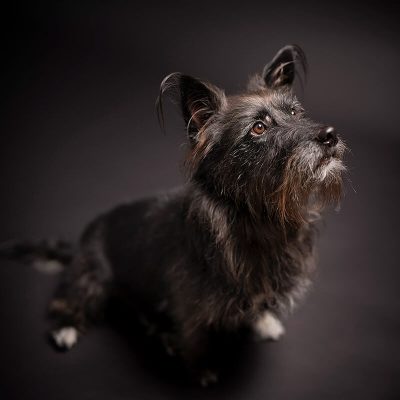 Pet Photography by Highly Sought After South African Photographer Ben Bergh