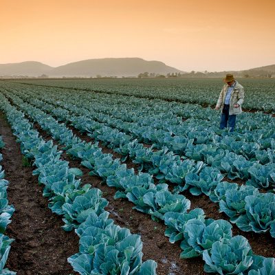 Sunrise view of cabbage farm and cabbage farmer